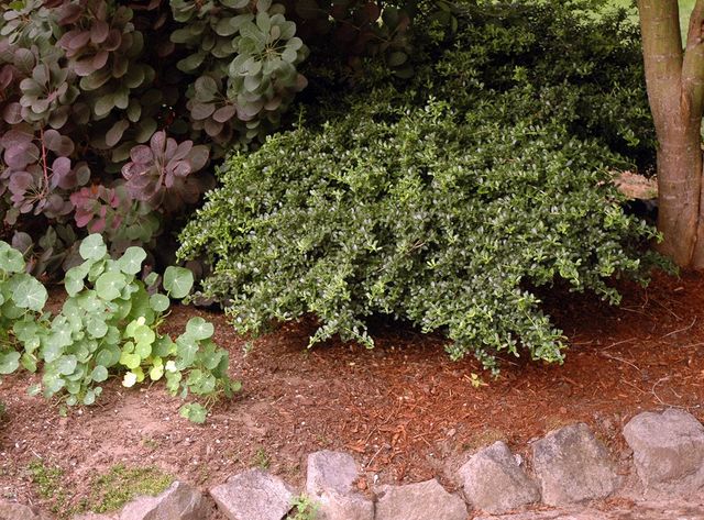 Helleri Holly - Evergreens - Nolt's Garden Center